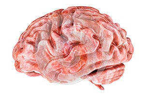 Human Brain, side view. 3D rendering