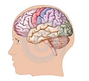 Human brain / side view