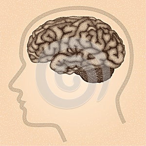 Human brain. Side view - vector stippled illustration