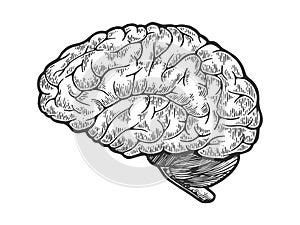 Human brain sketch engraving vector