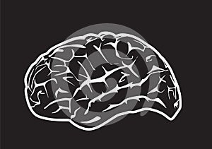 Human brain sketch