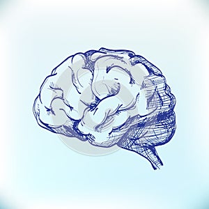 human brain sketch