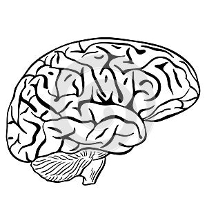 Human brain, sketch. Vector, black contour of the human brain on a white background. The main organ of thinking