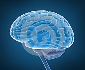 Human brain and spinal cord