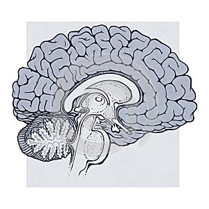 Človek mozog štruktúry 