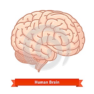 Human brain. Three-quarter view photo