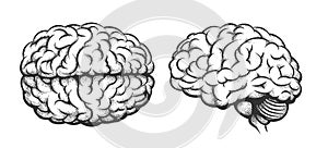 Human brain top and side view