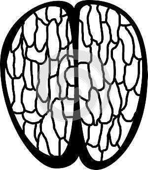 human brain top vector illustration