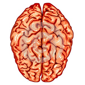 Human brain top view