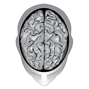 Human brain top view