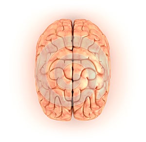 Human brain , top view