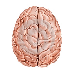 The human brain. Top view. Medical didactic anatomy illustration. Vector realistic photo