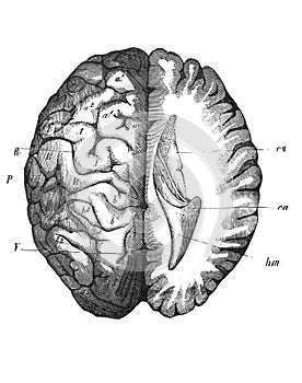 The human brain, top view in the old book The Human, by K. Fogt, 1866, St. Petersburg