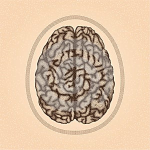 Human brain. Top view