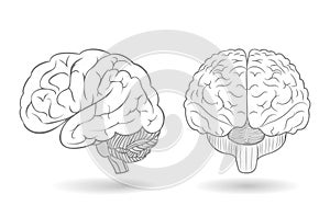 Human brain in two perspectives