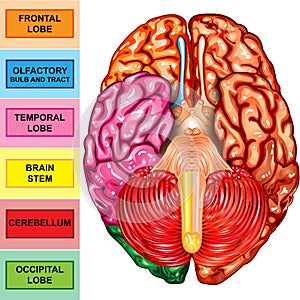 Human brain underside view