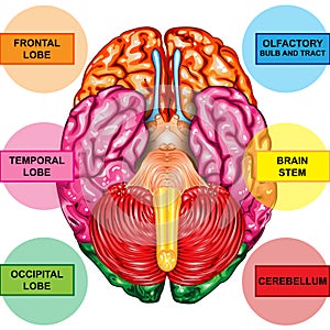 Human brain underside view photo