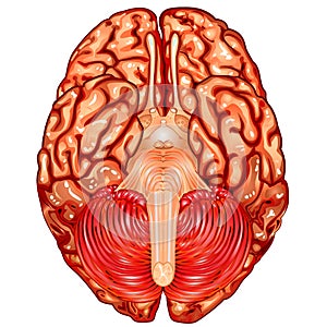 Human brain underside view vector photo
