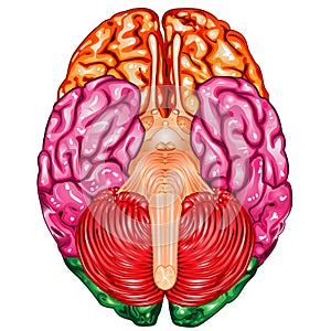 Human brain underside view vector