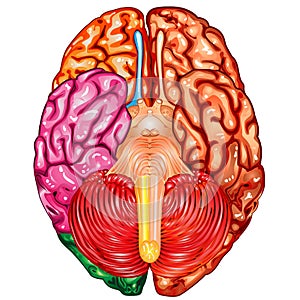 Human brain underside view vector