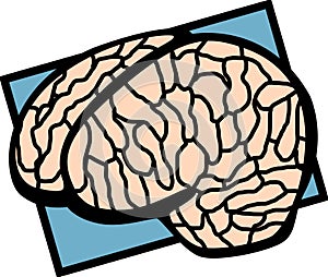 Human brain vector illustration