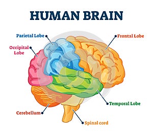 Human brain vector illustration. Labeled anatomical educational parts scheme photo