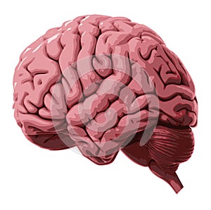 Human brain.Vector pink human brain drawing illustration.