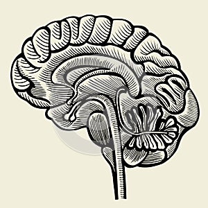 Human brain - vintage engraved illustration