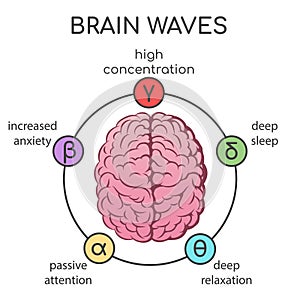 Human brain waves