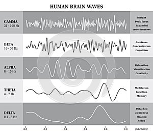 Human Brain Waves Diagram / Chart / Illustration