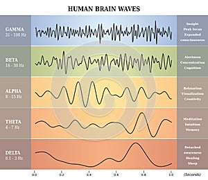 Human Brain Waves Diagram / Chart / Illustration