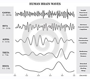 Human Brain Waves Diagram / Chart / Illustration