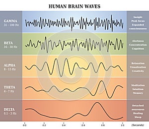 Human Brain Waves Diagram / Chart / Illustration photo