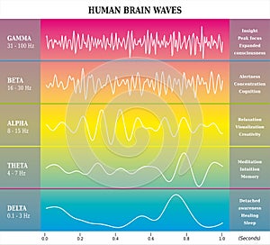 Human Brain Waves Diagram in Rainbow Colors with Explanations - Alpha Beta Gamma Theta Delta Frequencies