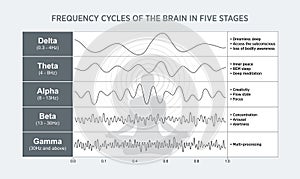 Human brain waves with explanation