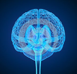 Human brain X-ray scan
