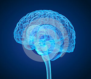 Human brain X-ray scan