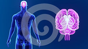 Human Brain zoom with skeleton