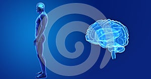 Human Brain zoom with Skeleton lateral view