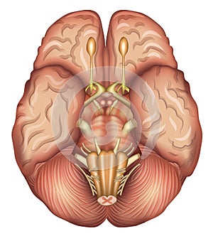 Human brains base