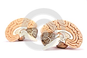Human brains model on white background