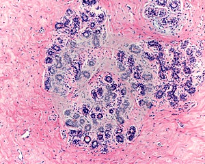 Human breast gland