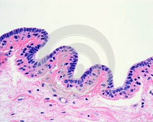 Human breast gland. Lactiferous duct