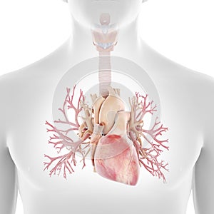 the human bronchi and heart