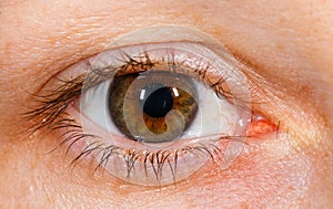 Human brown eye