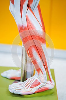 Human calf muscle anatomy