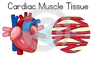 A Human Cardiac Muscle Tissue