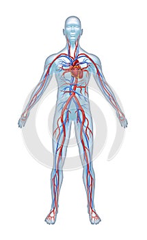 Human Cardiovascular System photo