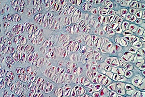 Human cartilage bone under light microscope view for histology education