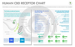 Human CBD Receptor chart horizontal business infographic